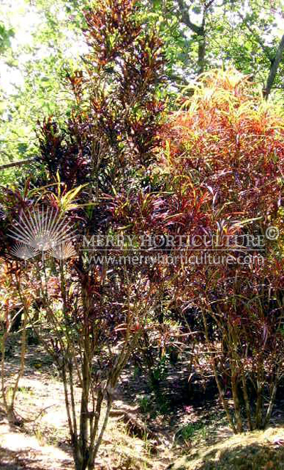 Cordyline terminalis  'Bicolor'